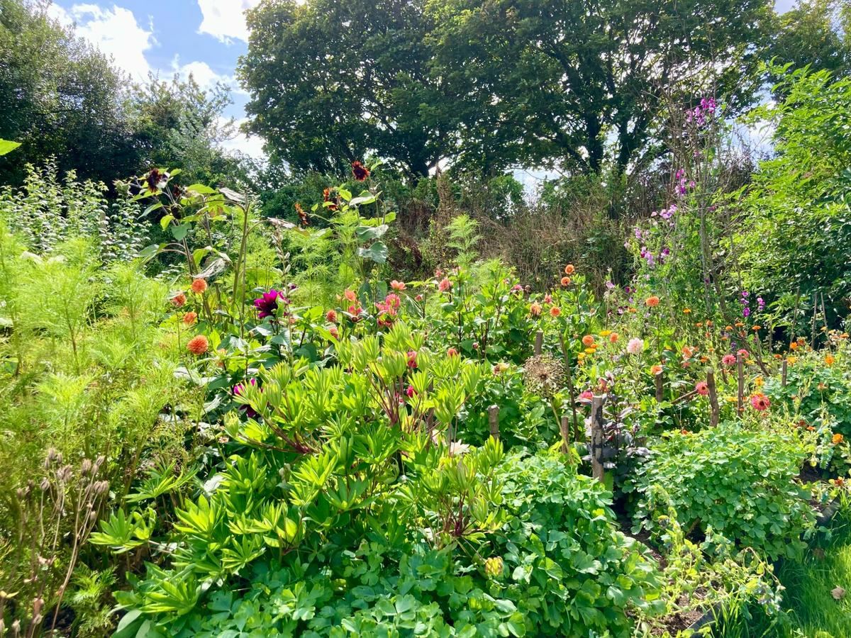 Our organic flower garden in West Cornwall